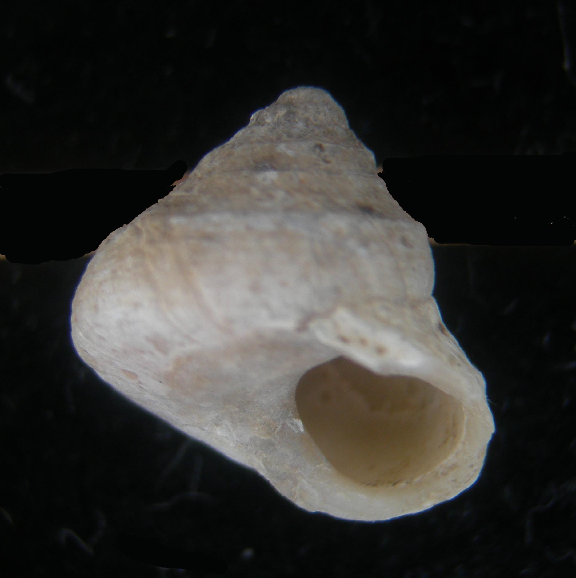 Cantrainea peloritana